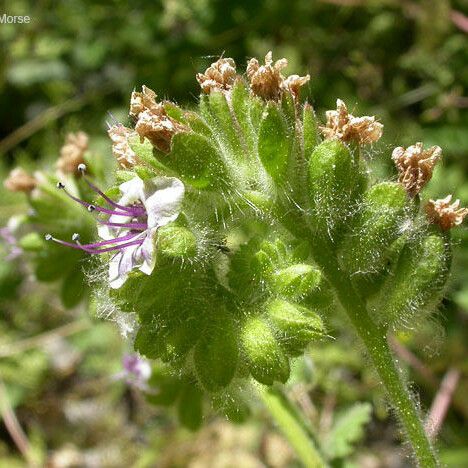 Phacelia ramosissima Кветка