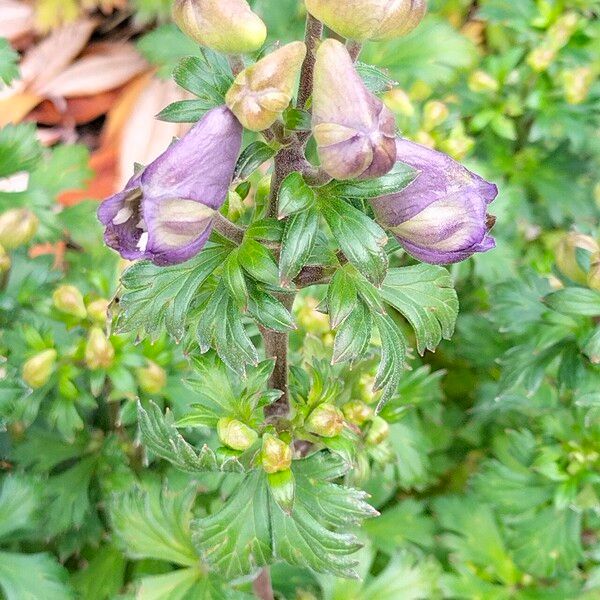 Aconitum japonicum Облик