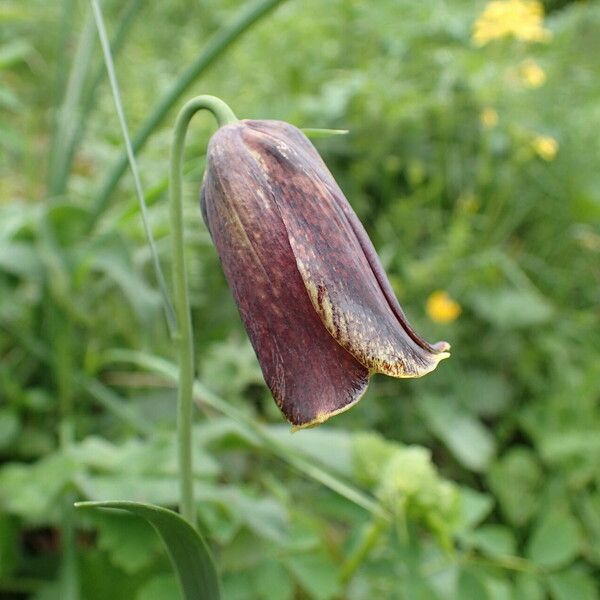 Fritillaria pyrenaica Flor