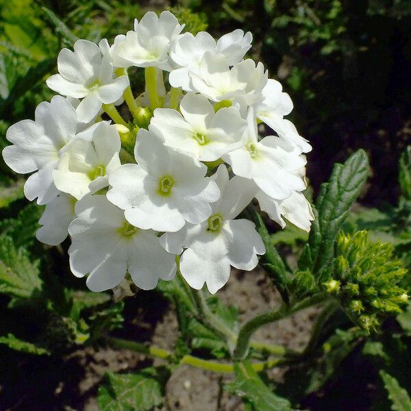 Verbena × hybrida Flor