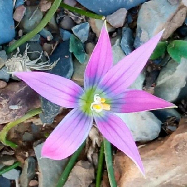 Romulea rosea Blomma