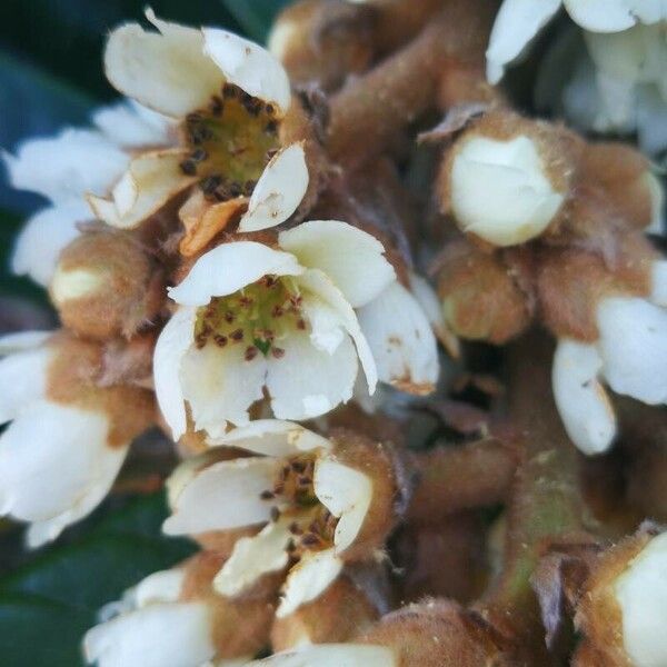 Eriobotrya japonica Λουλούδι