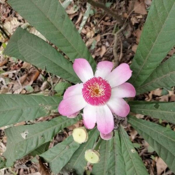 Gustavia augusta Flower