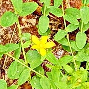 Hypericum humifusum Flower