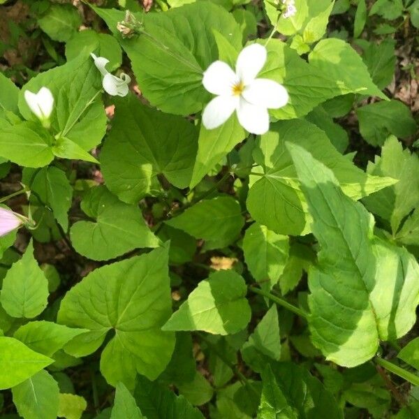 Viola canadensis Floro