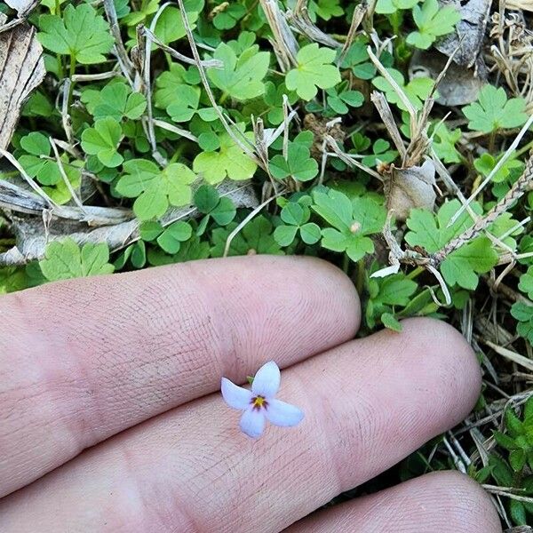 Houstonia pusilla Flower