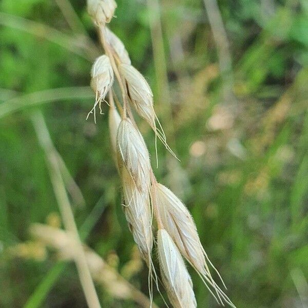 Bromus squarrosus Kvet