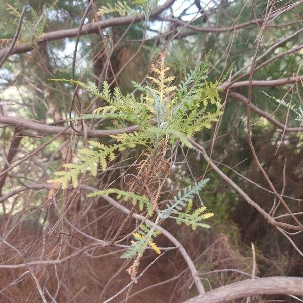 Gonospermum canariense Leaf