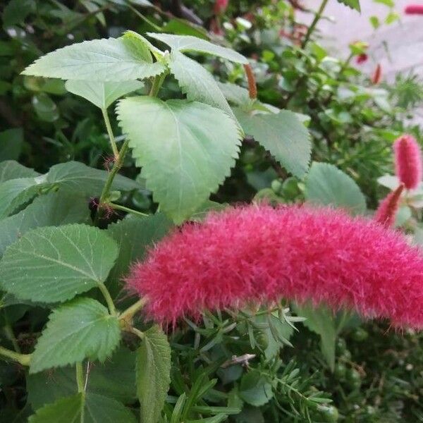 Acalypha macrostachya 花