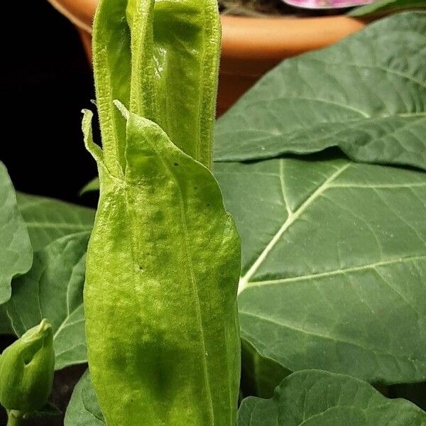 Datura innoxia Flower