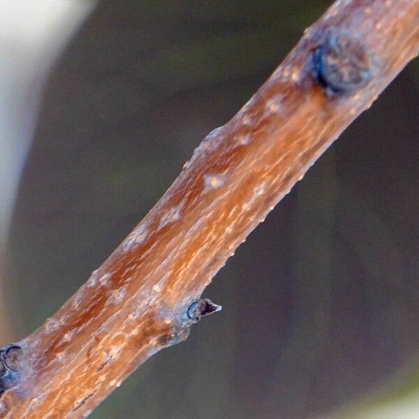 Cotinus coggygria Bark