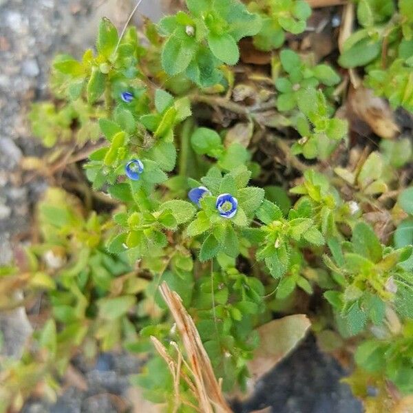 Veronica arvensis Kvet