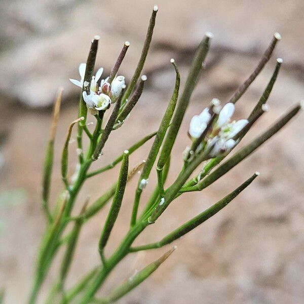 Cardamine hirsuta 果実