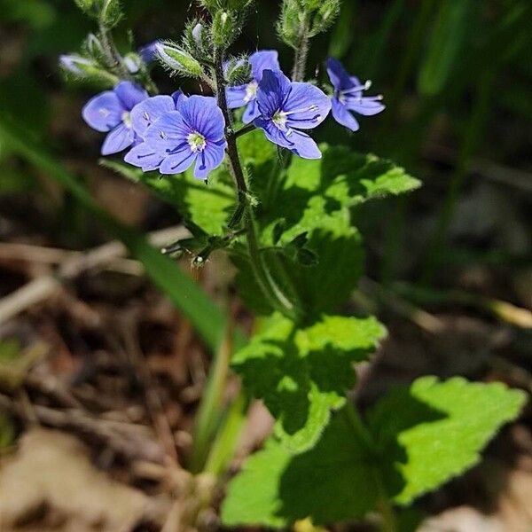 Veronica chamaedrys Flors