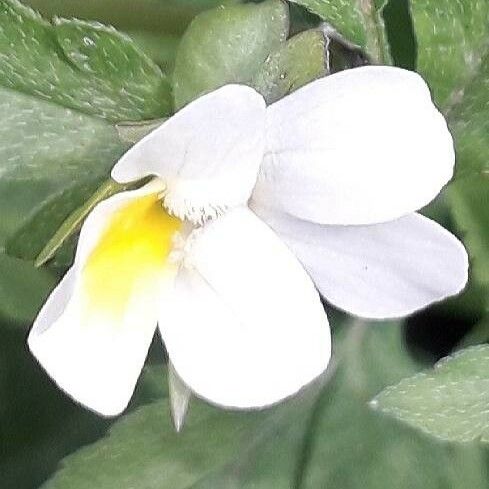 Viola arvensis Blomma