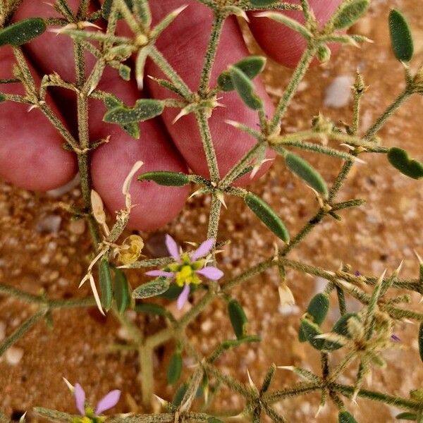 Zygophyllum indicum Кветка