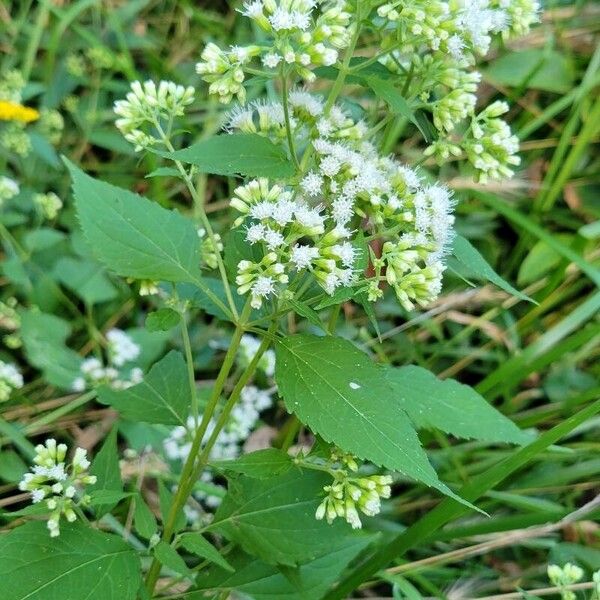 Ageratina aromatica Levél