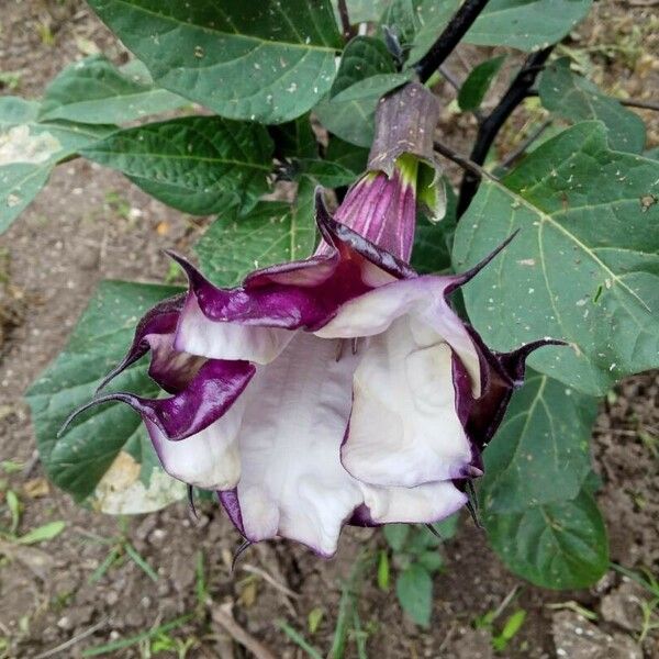 Datura metel പുഷ്പം