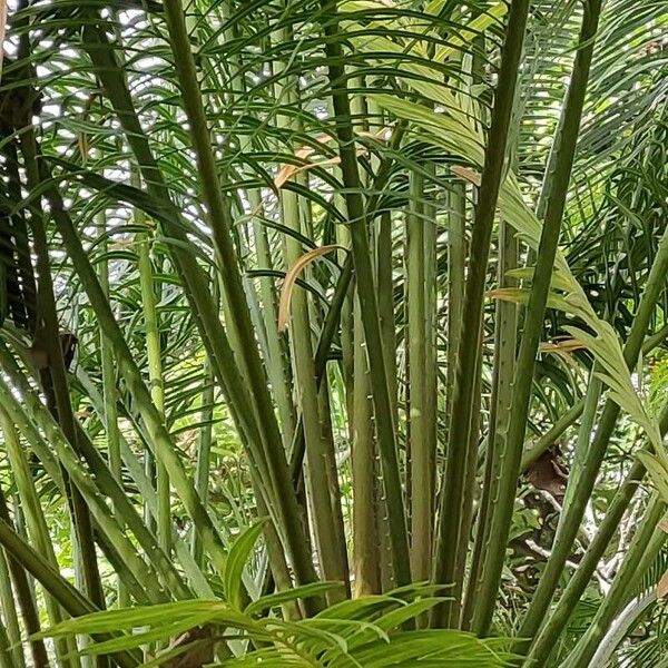 Cycas circinalis Folha