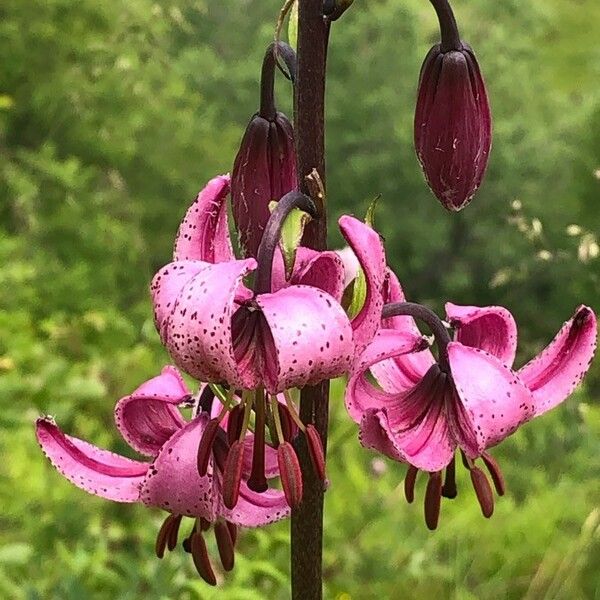 Lilium martagon Kwiat