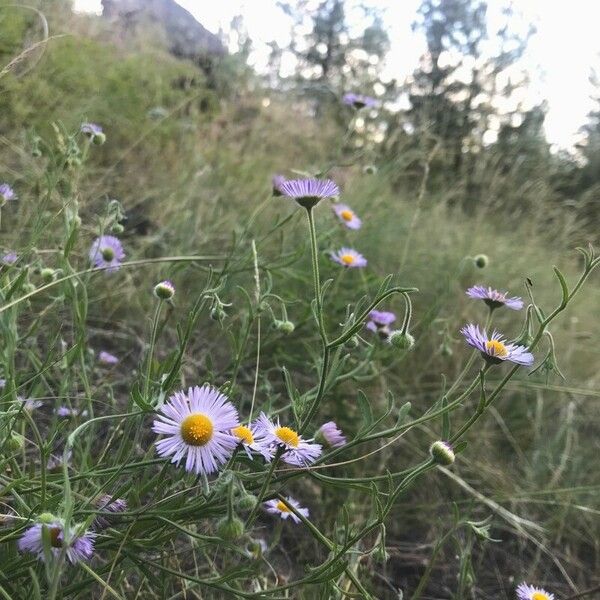 Erigeron glabellus Folha