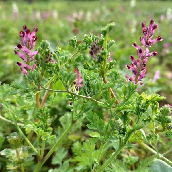 Fumaria densiflora Flower