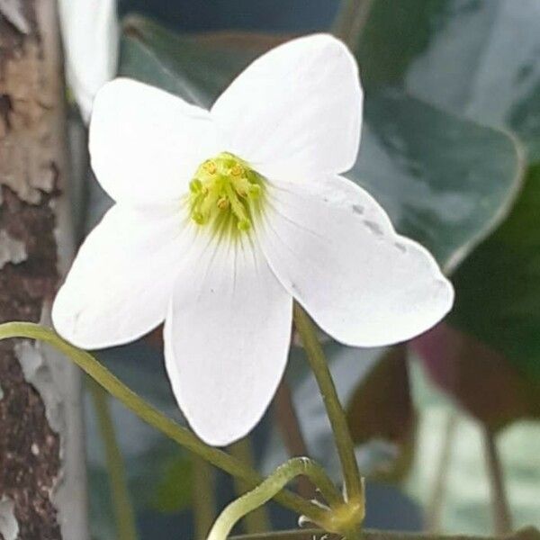 Oxalis latifolia Virág