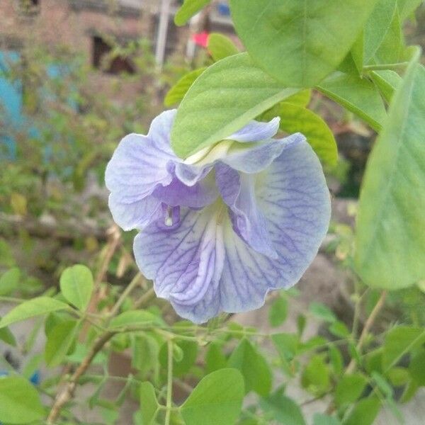 Clitoria ternatea Kvet