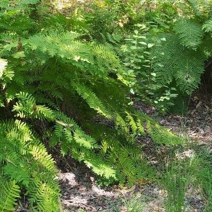 Osmunda regalis Levél