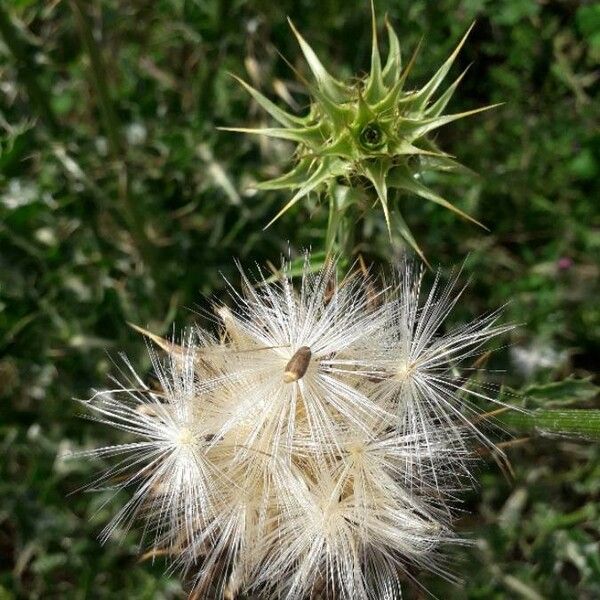 Silybum marianum Fruto