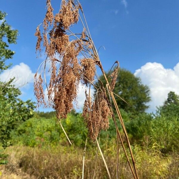 Scirpus cyperinus Bark