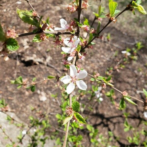 Prunus cerasus Fleur