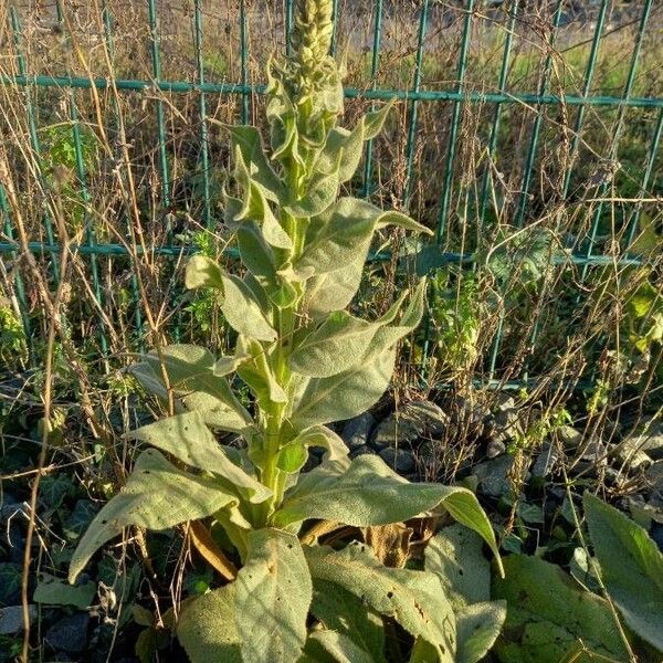 Verbascum phlomoides Hábitos