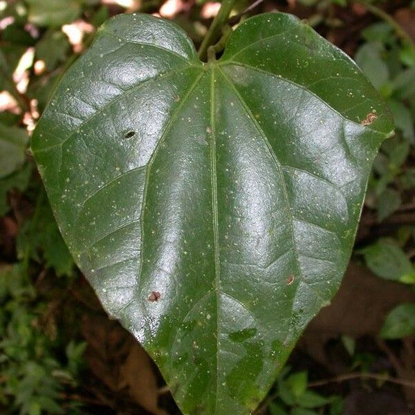 Fevillea cordifolia Frunză