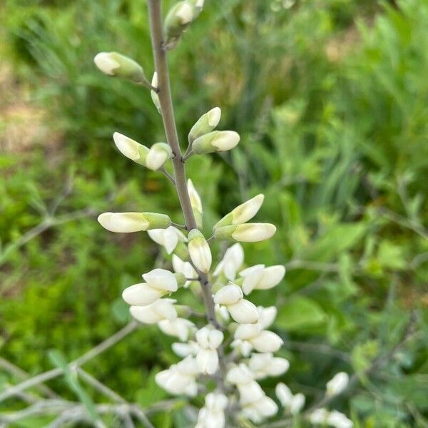 Baptisia alba 花