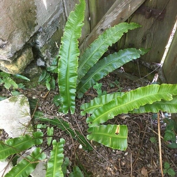 Asplenium scolopendrium Φύλλο