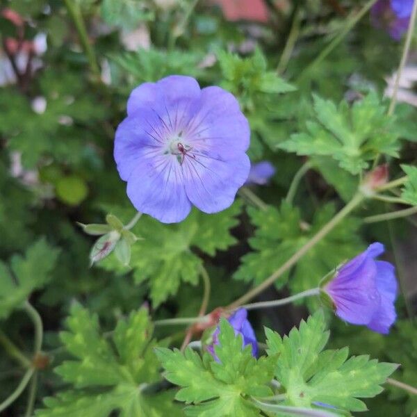 Geranium platypetalum Flor