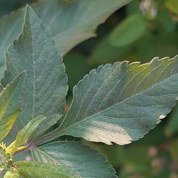 Bidens alba Leaf