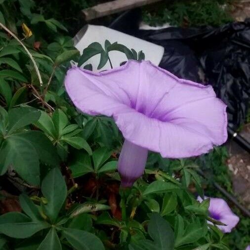 Ipomoea cairica Bloem