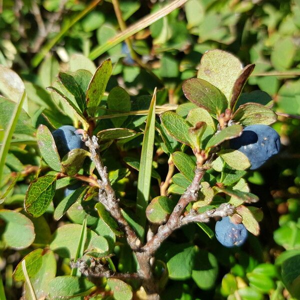 Vaccinium uliginosum Frutto