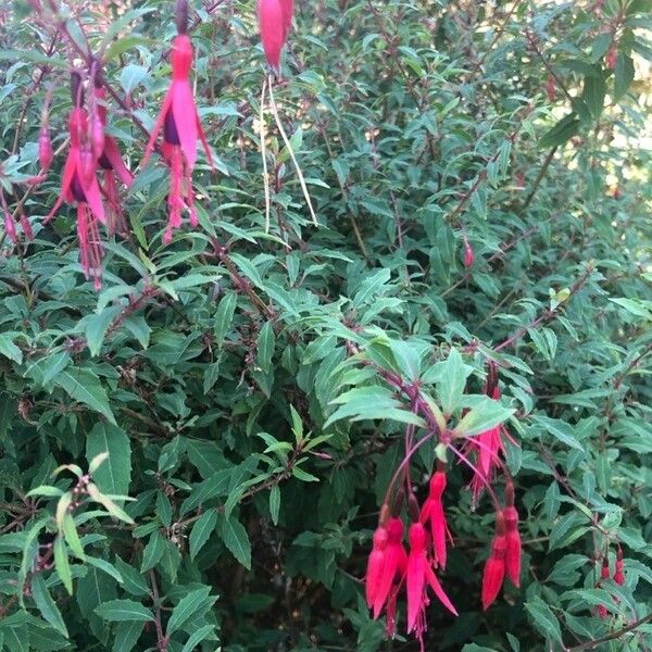 Fuchsia magellanica Folla