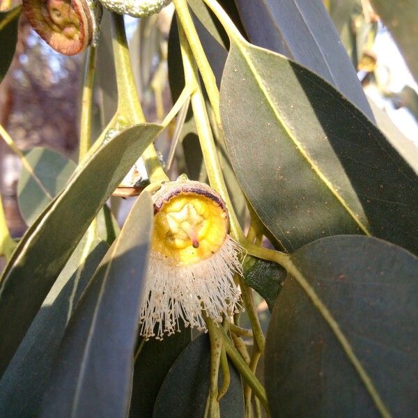 Eucalyptus globulus Fruit