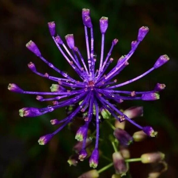 Muscari comosum Kwiat