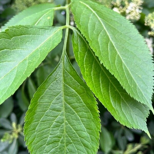 Sambucus canadensis Blatt