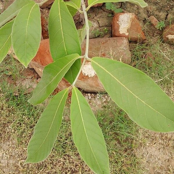 Holarrhena pubescens Lapas