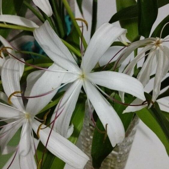 Crinum americanum 葉