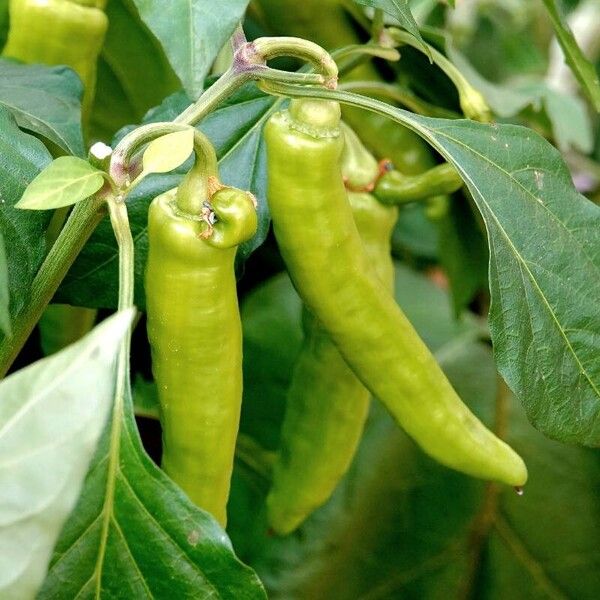 Capsicum annuum Fruit