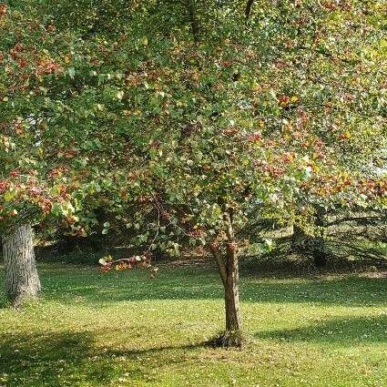 Crataegus phaenopyrum Costuma