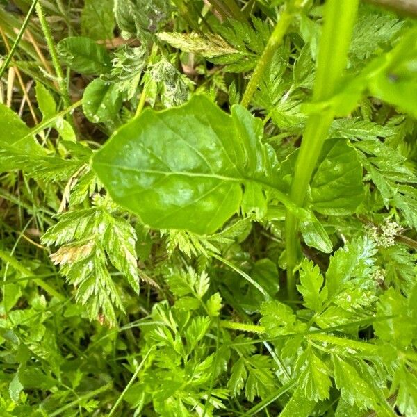 Barbarea vulgaris Leaf