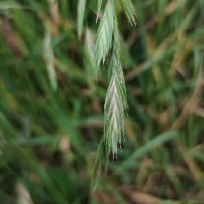 Bromus catharticus Flor